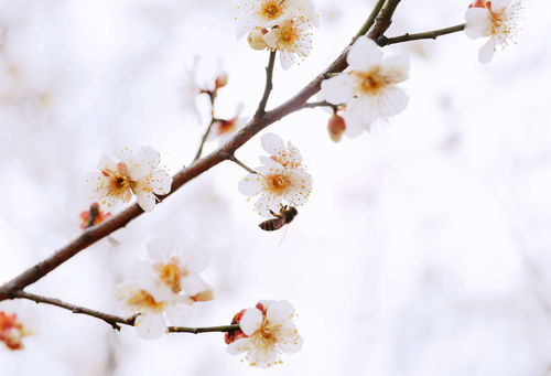 惠风和畅送给什么人,惠风和畅是什么含义