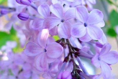 丁香花图片并带有花语,丁香花图片?