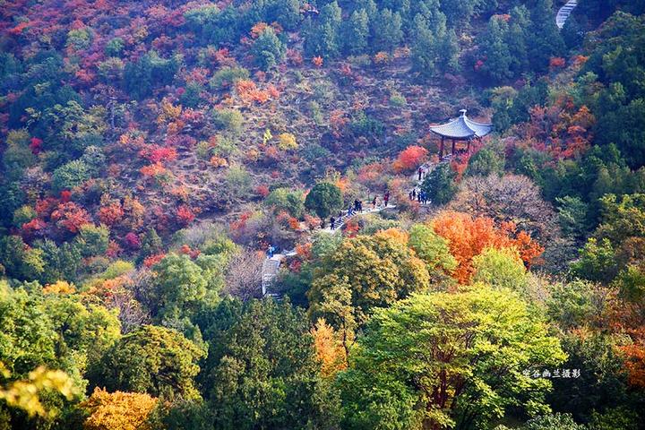 香山红叶最佳观看时间,2021香山红叶时间