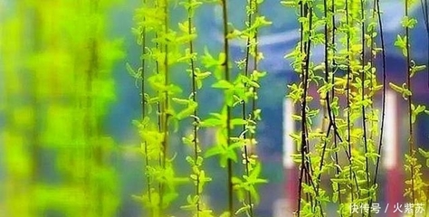 满城上林苑小区房价,上城上林苑