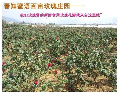 玫瑰庄园投木瓜,玫瑰庄园游戏攻略
