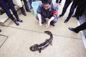 香樟林别墅区,香樟林别墅区洛阳小区