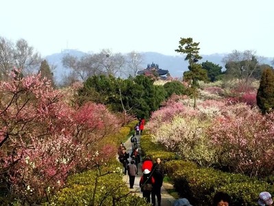 淀山湖梅园,淀山湖梅园基地