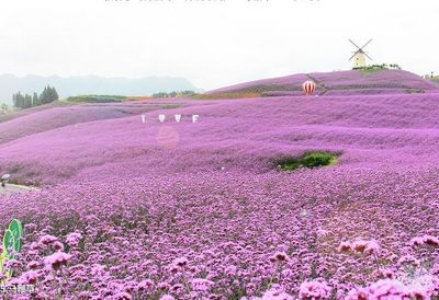 桐梓花海,桐梓花海海拔多少米高