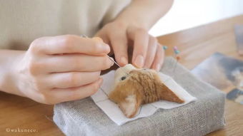 房产达人怎么喂猫