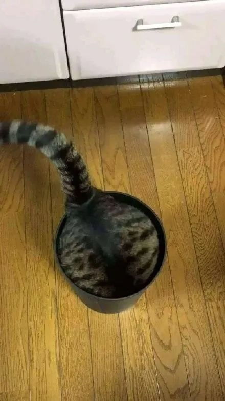 房产达人怎么喂猫