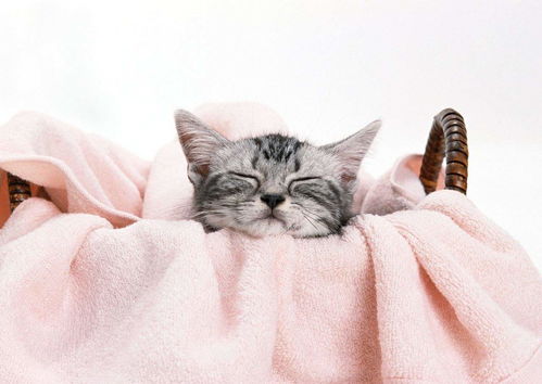房产达人猫怎么洗澡