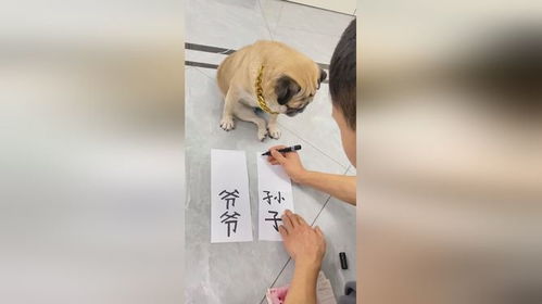 房产达人怎么喂宠物