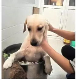 房产达人怎么帮狗洗澡