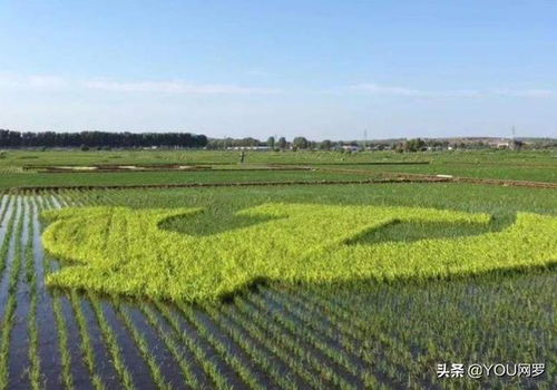 怎么投诉稻田房产