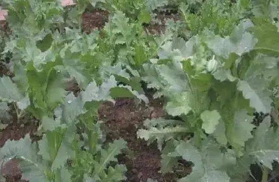 房产销售顾客进门怎么说