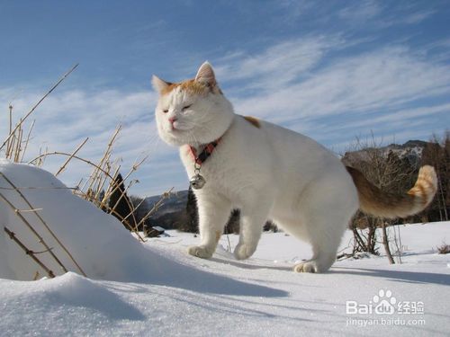 房产达人怎么养猫咪