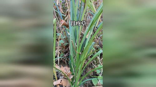 房产杂草怎么除