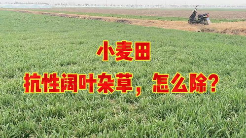 房产杂草怎么除
