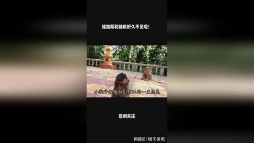 维加斯房产怎么收钱